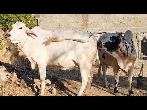 Pre-Mating Rituals of a Cow and Bull