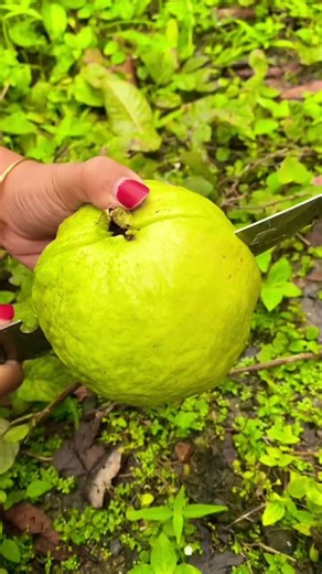 Guava Fruit Fres From Tree #guavafruit