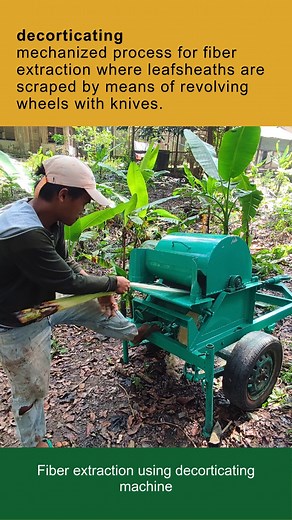 4K views · 26 reactions | Not all abaca fibers are made the same! Learn how decorticated abaca fiber grades are identified in this BAFS reel on PNS/BAFS 181:2016 Abaca Fiber - Grading and Classification - Decorticated #Abacafiber #BAFSreels | Bureau of Agriculture and Fisheries Standards | Facebook