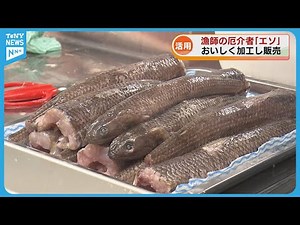 [Utilizing] Product development of the underutilized "lizardfish," a "nuisance for fishermen," ex...