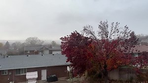 22K views · 984 reactions | Probably over a thousand starlings with precise coordination. Even with 30-40 mph winds. Whose the Wing Commander in this free air show. Happy Friday!!! | Sterling Poulson | Facebook