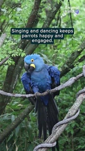Meet the hyacinth macaw that loves to harmonize and dance