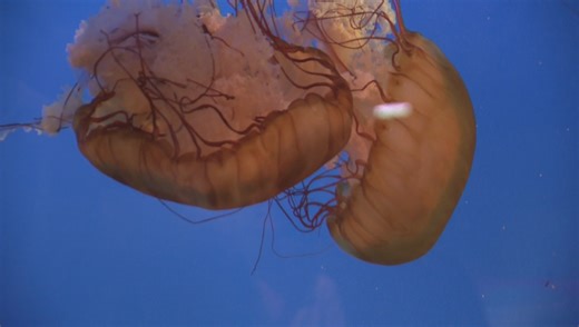 UBC researcher seeks to uncover the secrets of the lowly jellyfish