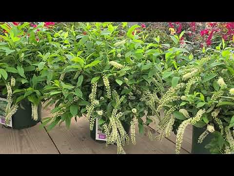 Itea 'Henry's Garnet' (Virginia Sweetspire) // Award Winning, Easy to Grow, FRAGRANT NATIVE Variety