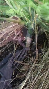 How to prevent vine borers. #gardening #vineborer #squash #OrganicPestControl | The gardening nurse