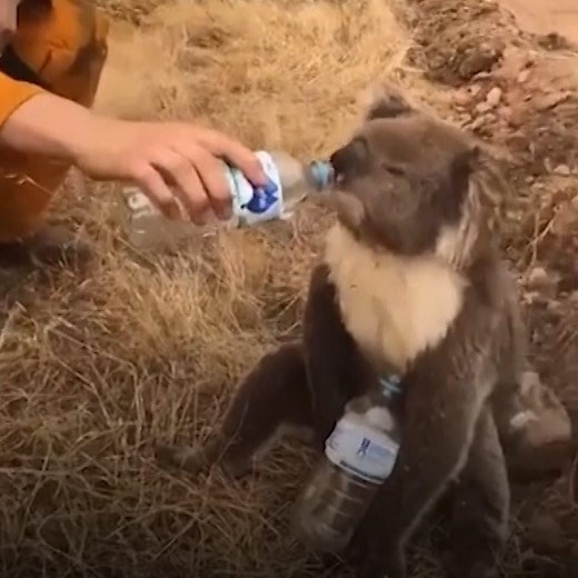 93K views · 185 reactions | Fireman gives thirsty koala a drink of water from bottle during wildfires ❤️ | AOL | Facebook