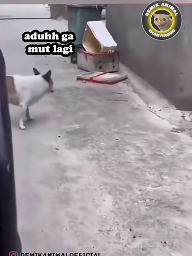 Funny Animal Dubbing Compilation | Demi Kanimal