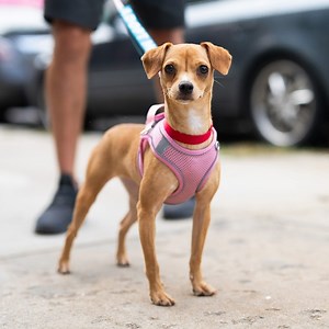 ADOPTABLE: Lucy, Chihuahua mix, 46th & Vernon Blvd., Queens, NY • “Lucy is adoptable through Waggy Tail Rescue. She’s on her third day now (as a foster dog). Lucy is friendly! All I know is she came from California—they found her on the street. We have what they call “Foster Angels,” which means people who travel and help transport animals. That’s how I started. It’s just people who volunteer their time. She is still afraid of other dogs, but she’s friendly with people and kids. She’s a cuddle b