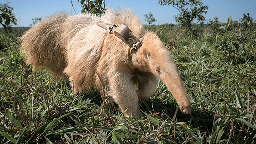 Meet Alvin: The World’s Only Living Albino Giant Anteater