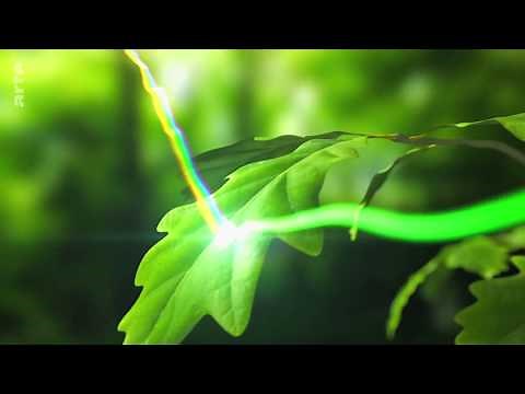 4. La photosynthèse