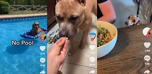 10 ‘Hilarious’ Dog TikTok Videos That Have Us Loving Dogs Even More