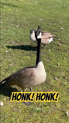 Canada Goose Honk Honk! Loud Goose Sound