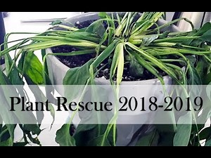 Plant Rescue: Peace Lily Transformation