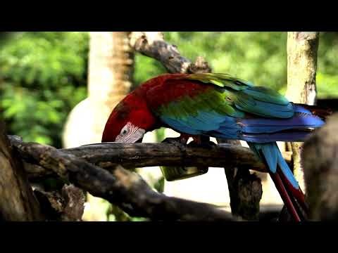 Meet the Macaw – The Smartest Colorful Parrot