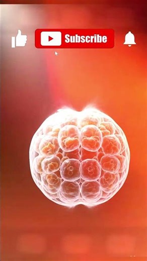 How Twins Are Made Inside (Identical vs Fraternal Explained)