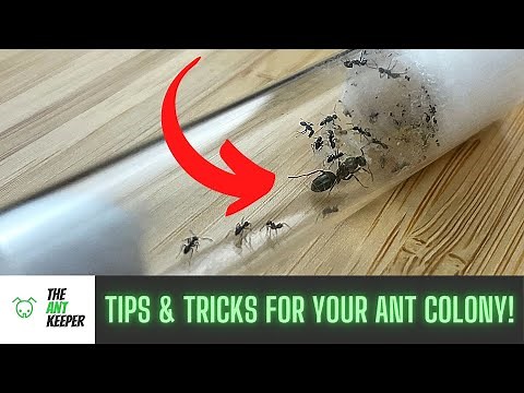 Feeding & Maintaining Your Queen Ants & Colonies!
