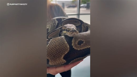 4-foot python rescued, two others missing near Queens park