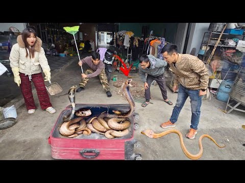 Brave Expert Saves Woman From Cobra