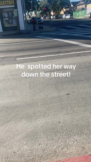 63K views · 2K reactions | All he wanted was a kiss. That made him so happy he didn't even notice she left lol #dogs #kiss #pitbull #reels #love | Bestfetchdog Jay Lett | Facebook