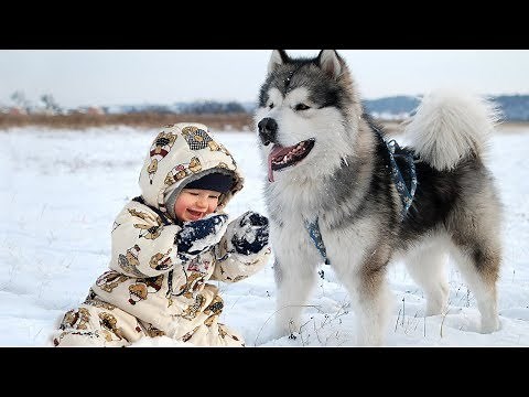 Adorable Malamute d'Alaska jouant avec des enfants- Chien Et Bébé