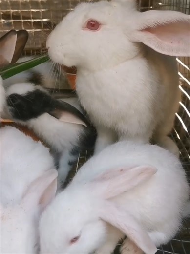 Feeding Fresh Grass to Rabbits: A Complete Guide