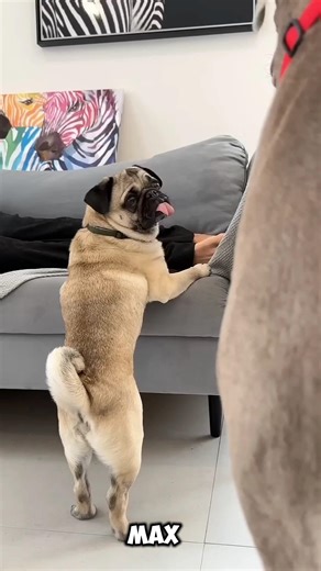 This Funny Dog Video Made Me Cry 😂💔