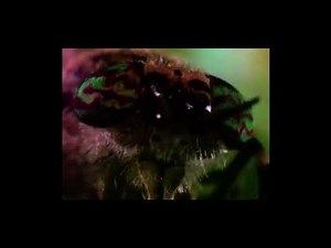 Wormy in bill nye the science guy