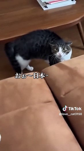 猫のお喋りで笑顔を届けるシリーズ