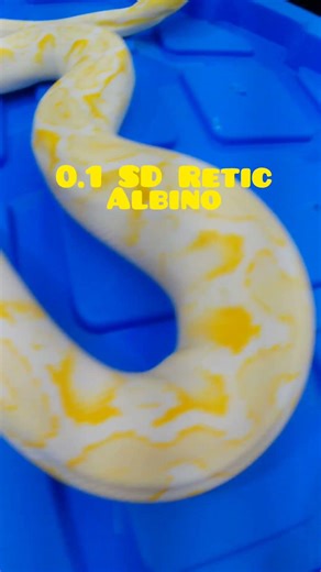 Albino SD Retic Up Close 🔥🐍 #exoticpets #snake #reptiles #inthelab