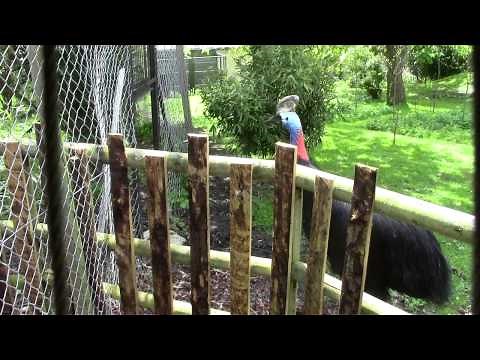 Cassowary sounds