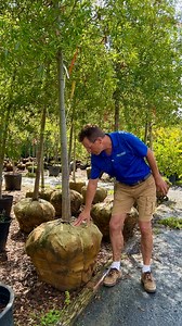 1.4K views · 24 reactions | Fall is a great time for planting, but it's crucial to stay vigilant when it comes to watering, as weather patterns vary yearly you can't always count on Mother Nature to do your watering for you. Proper watering practices will help your new plants thrive and establish healthy root systems, ensuring their long-term success in your garden. #merrifieldgardencenter #properwatering #watering #fallisforplanting #fallvibes | Merrifield Garden Center | Facebook