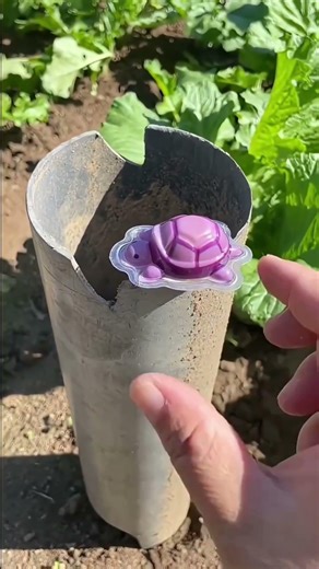 Real Turtle Found Inside Fake Turtles 😱🐢 | Unbelievable Rescue Moment! #Shorts