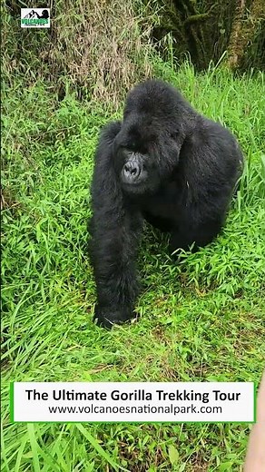 Mountain gorilla family on the move (pablo gorilla family) Rare seen of gorillas in volcanoes #reel