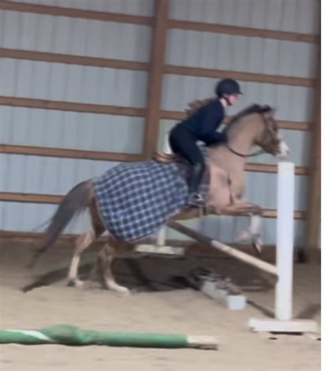 A little exercise with Jake tonight! ——— #fypシ #fyp #hunterjumper #pony #equestrian