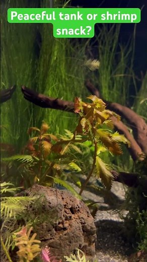 Betta Tank Mates: Is Shrimp a Good Choice?