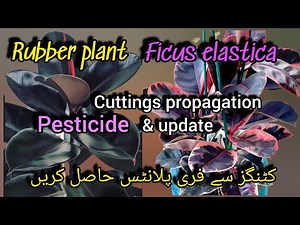 Rubber plant ficus elastica cuttings update and leaf problems//Bloom with SI