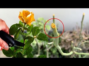 TOP 5 RULES FOR PRUNING ROSE PLANT || Induce Roses For Bloom More
