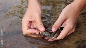 Hands washing and foraging edible west african mud creeper or periwinkle snails in the coastal area of Cambodia Stock Video