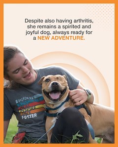 1.3K reactions · 100 shares | Norberta is one of a kind. She had an eye removed and her knees repaired but recovered like a champ. She doesn’t enjoy other dogs, so she has a private space at the Sanctuary where she thrives with human company. Despite arthritis and her quirks, Norberta’s message is clear: enjoy the little things! Your support helps us provide her with the care and attention she deserves. Sponsor her today. | Best Friends Animal Society | Facebook