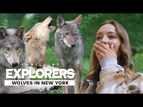 Howl with Wolves at the Wolf Conservation Center in Upstate New York | Thrillist Explorers