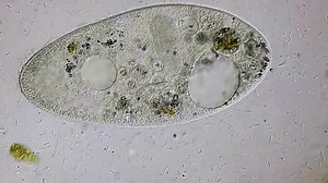 Movement Paramecium Bacteria Under Microscope: video de stock (totalmente libre de regalías) 3769468701 | Shutterstock