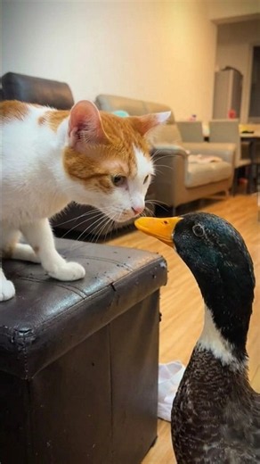 Did not expect this cat and duck friendship #cuteanimals #unexpected #shorts