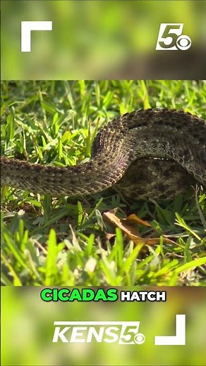 Cicada season drives surge in venomous Copperhead snakes in Texas