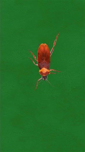 cat game on screen Realistic Cockroaches on Screen 🪳🐱 #catandmousegame #catentertainment