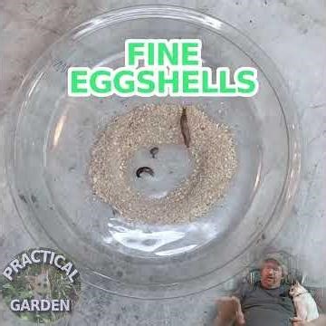 Do eggshells stop slugs? #practicalgarden