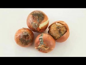 Smart Onion Storage System | IoT-Based Solution to Increase Shelf Life & Reduce Spoilage