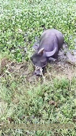 The Pond Scrub: A Cow Cools Off and Scrubs Up in a Green-Fringed Wallow