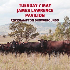 Introducing the Elders Signature Wagyu Cattle Auction at Beef Australia 2024! Tuesday May 7 | James Lawrence Pavilion Rockhampton Showgrounds Nominations are now open for vendor bred full blood or pure bred polled Wagyu. For more information: Michael Smith | 0428 541 711 Stud Stock Manager QLD Nik Hannaford | 0417 201 460 State Livestock Manager NSW Lincoln McKinlay | 0419 239 963 Stud Stock Specialist NSW | Elders Limited | Facebook