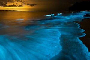 Bioluminescenza: il fenomeno per cui mare e sabbia si illuminano di notte