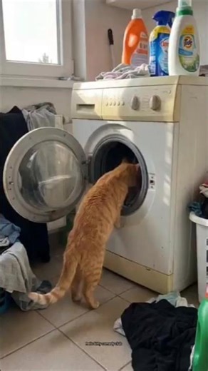 cat washing machine me kya dekh Raha hu #funny #comedy #cat